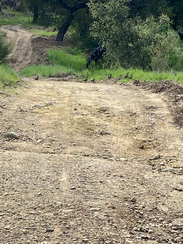 California Quail observed by squigglymiggly