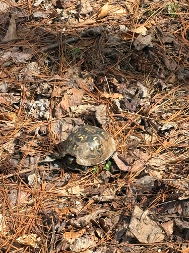 Eastern Box Turtle observed by mayam