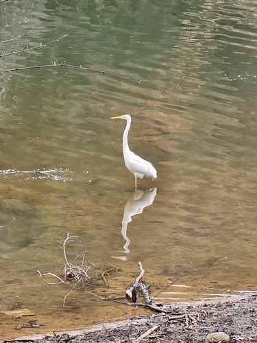 Silberreiher observed by alexander_gs