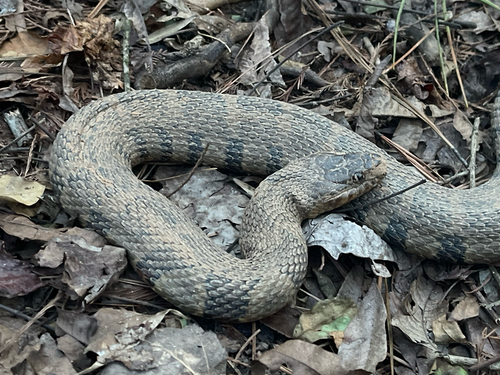 Common Watersnake observed by sriranjan