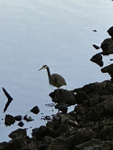 Great Blue Heron observed by tom858