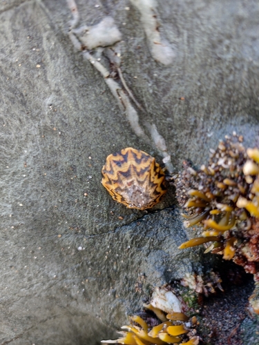 Scurria zebrina