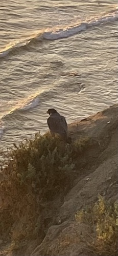 Peregrine Falcon observed by amethyst4