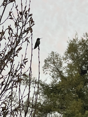 Anna's Hummingbird observed by bella_outdoors