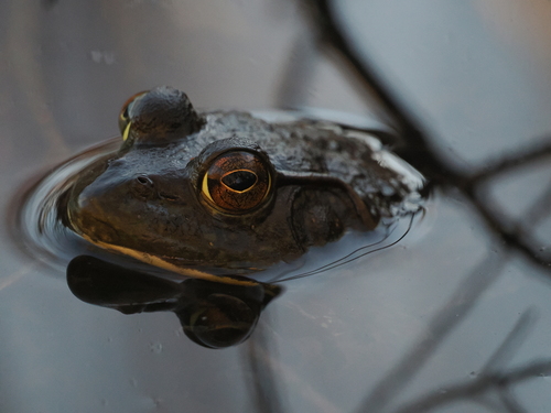 American Bullfrog observed by sandiegonudi