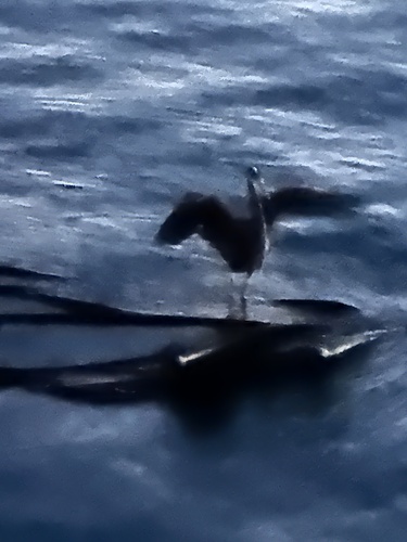 Great Blue Heron observed by tom858