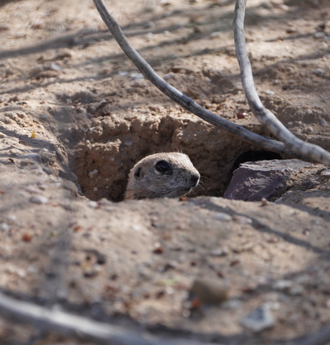 Round-tailed Ground Squirrel observed by phenomfi