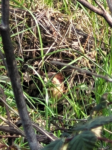 Long-tailed Weasel observed by clara334