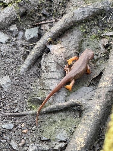 Rough-skinned Newt observed by melissa731