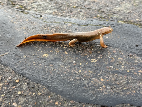 Rough-skinned Newt observed by melissa731