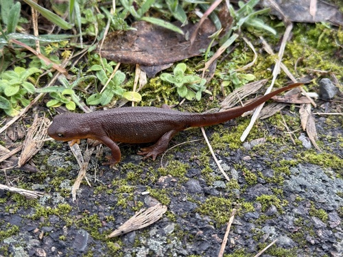Rough-skinned Newt observed by melissa731