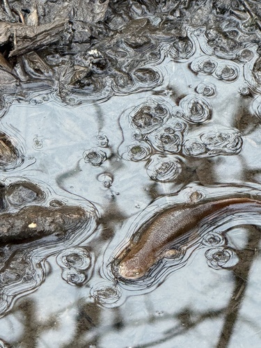 Rough-skinned Newt observed by melissa731