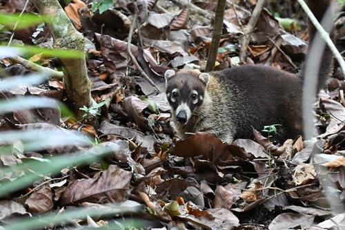 White-nosed Coati observed by lindsay_n
