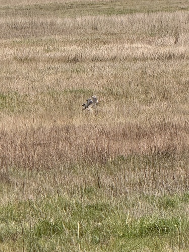 Northern Harrier observed by melissa731