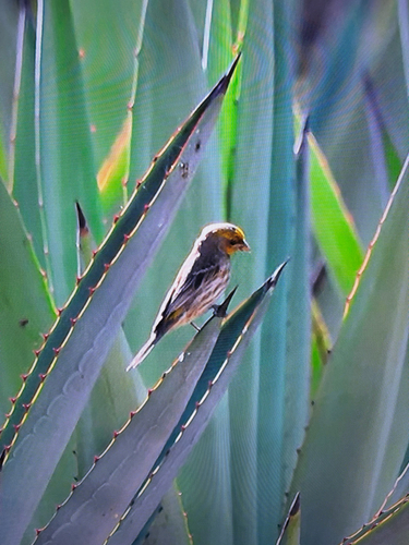 House Finch observed by debbie89309