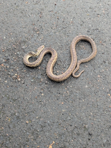 Gopher Snake observed by hhistrionicus
