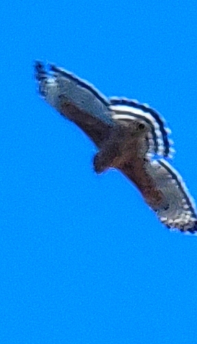 Red-shouldered Hawk observed by doug649