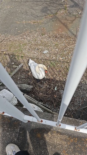 Mute Swan observed by jimmykong0223