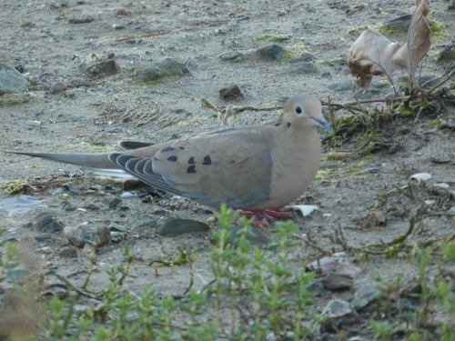 Mourning Dove observed by snoozehawk
