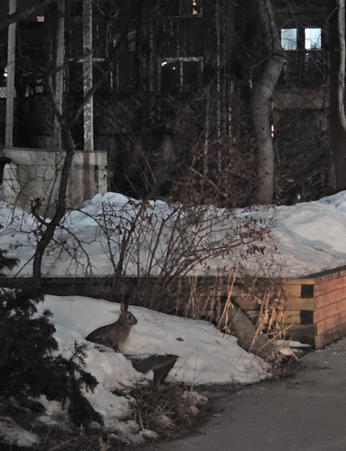 Eastern Cottontail observed by jennifer98291
