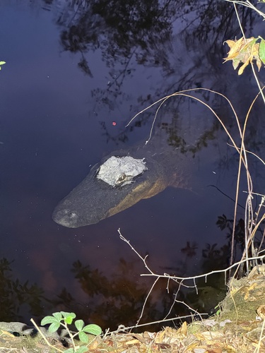 American Alligator observed by aylos