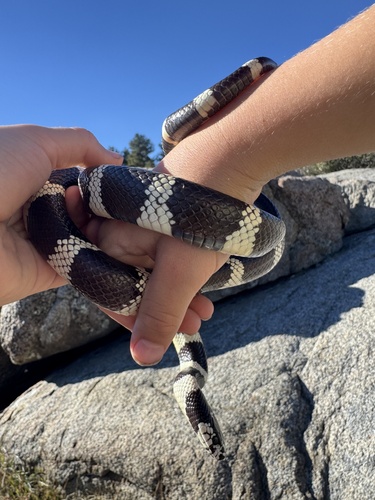 California King Snake observed by abarbosask8