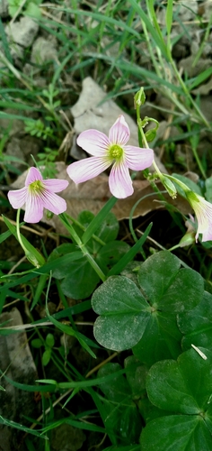 Largeflower pink-sorrel