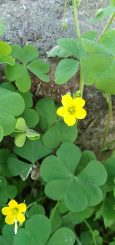 Creeping Woodsorrel