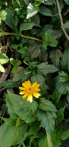 Trailing Daisy