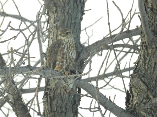 Merlin observed by ekvivek