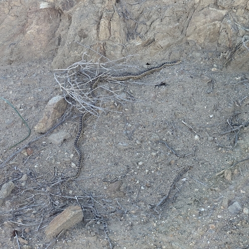 Gopher Snake observed by serjeii