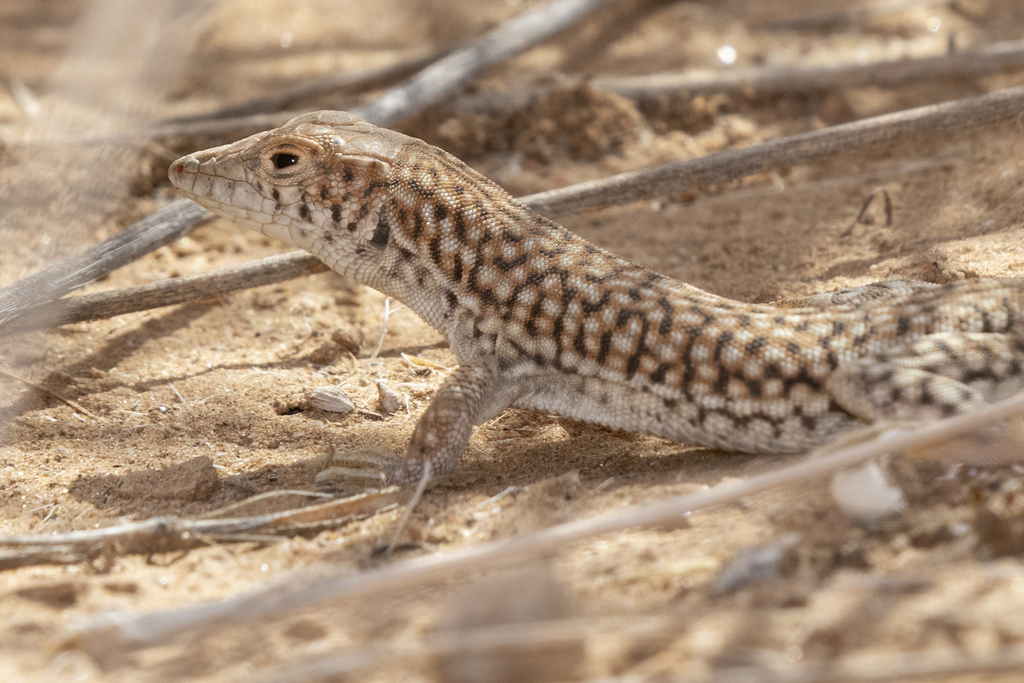 Uning klitorining yaqindan olingan videosini korsatdi
