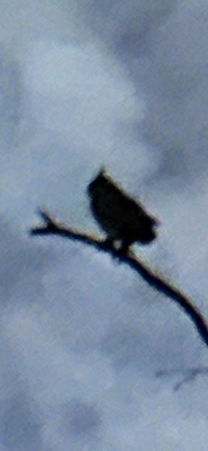 Great Horned Owl observed by bz_mana