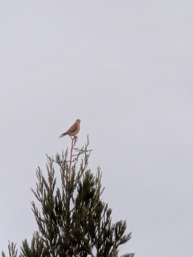 American Kestrel observed by roshannepal