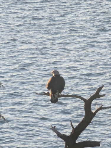 Bald Eagle observed by rainy37