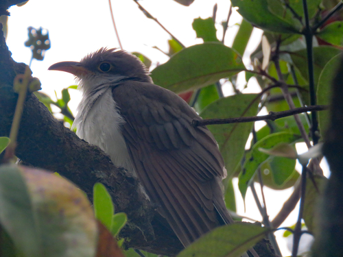 Cuclillo pico amarillo observed by josemadrid13