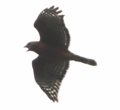 Red-shouldered Hawk observed by paulknoepfler