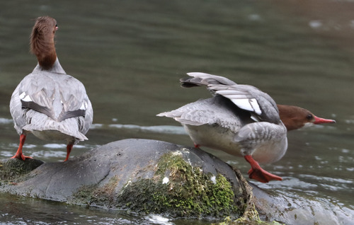 Common Merganser observed by paulknoepfler