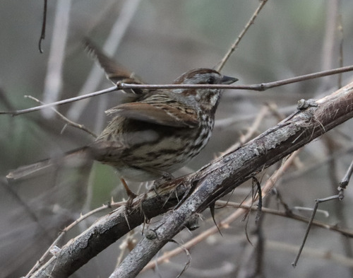 Song Sparrow observed by paulknoepfler