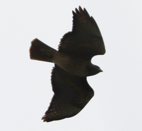 Red-tailed Hawk observed by paulknoepfler