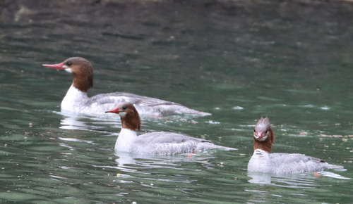 Common Merganser observed by paulknoepfler