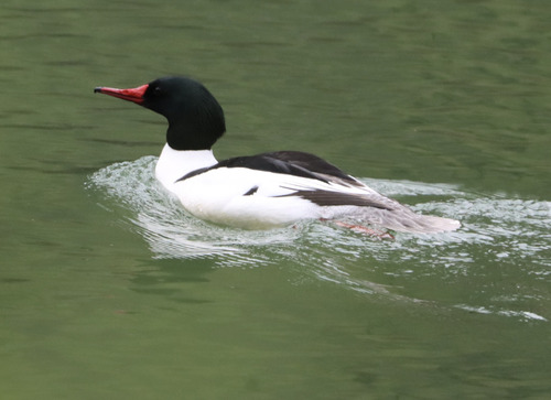 Common Merganser observed by paulknoepfler