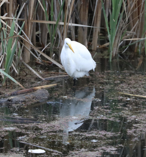 Great Egret observed by paulknoepfler