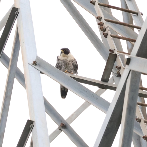 Peregrine Falcon observed by l_forsayth