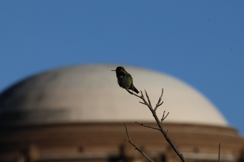 Anna's Hummingbird observed by coatesmatthew