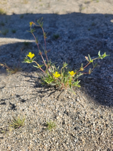 iNaturalist observation photo of Suncups