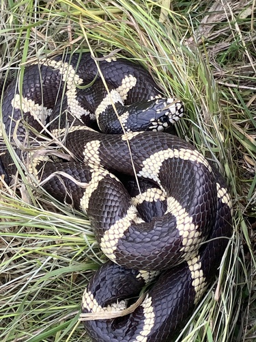California King Snake observed by willie7