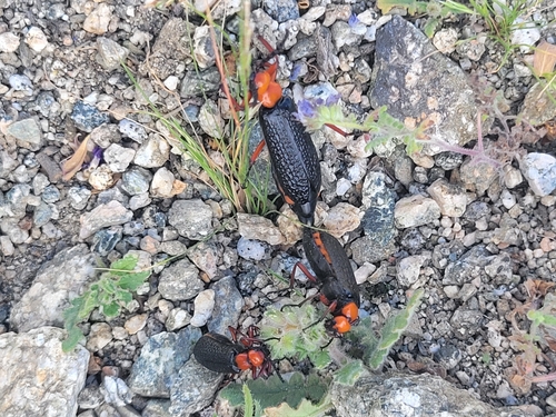 iNaturalist observation photo of Master Blister Beetle