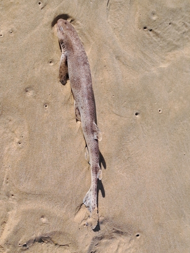 Scyliorhinus canicula