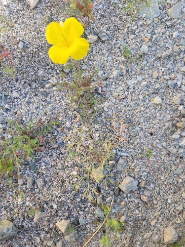 iNaturalist observation photo of Cryptic Desert Poppy